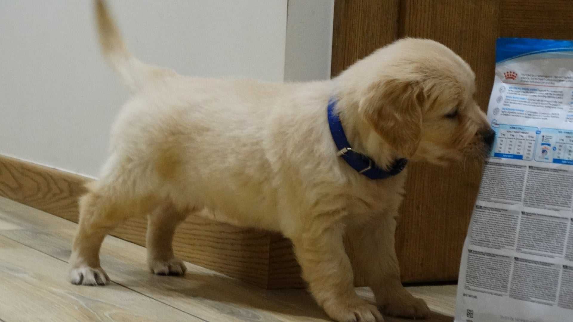 Golden retriever piesek 7 tygodni