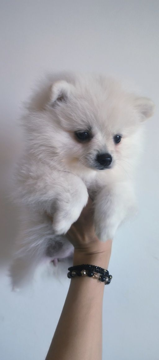 Szpic Miniaturowy - Pomeranian - Biała dziewczynka!