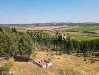 Herdade com eucaliptal em crescimento na zona de Estremoz