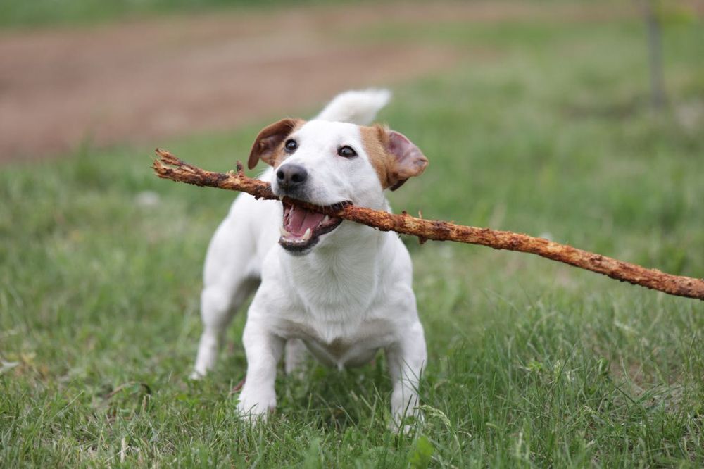 Случка / Вязка Джек Рассел Терьер кобель
