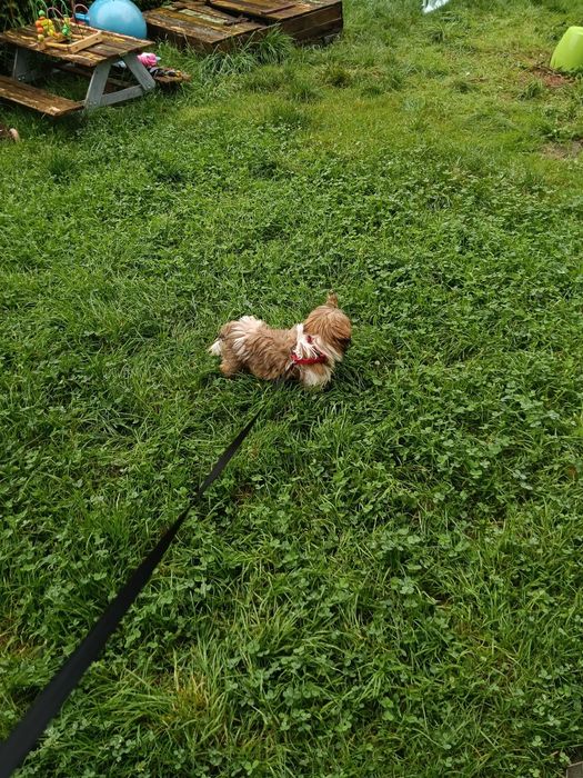 Shih tzu suczka - płatna adopcja