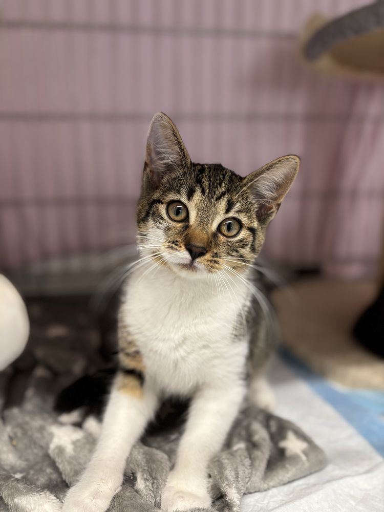 Fabio & Bianca do adopcji