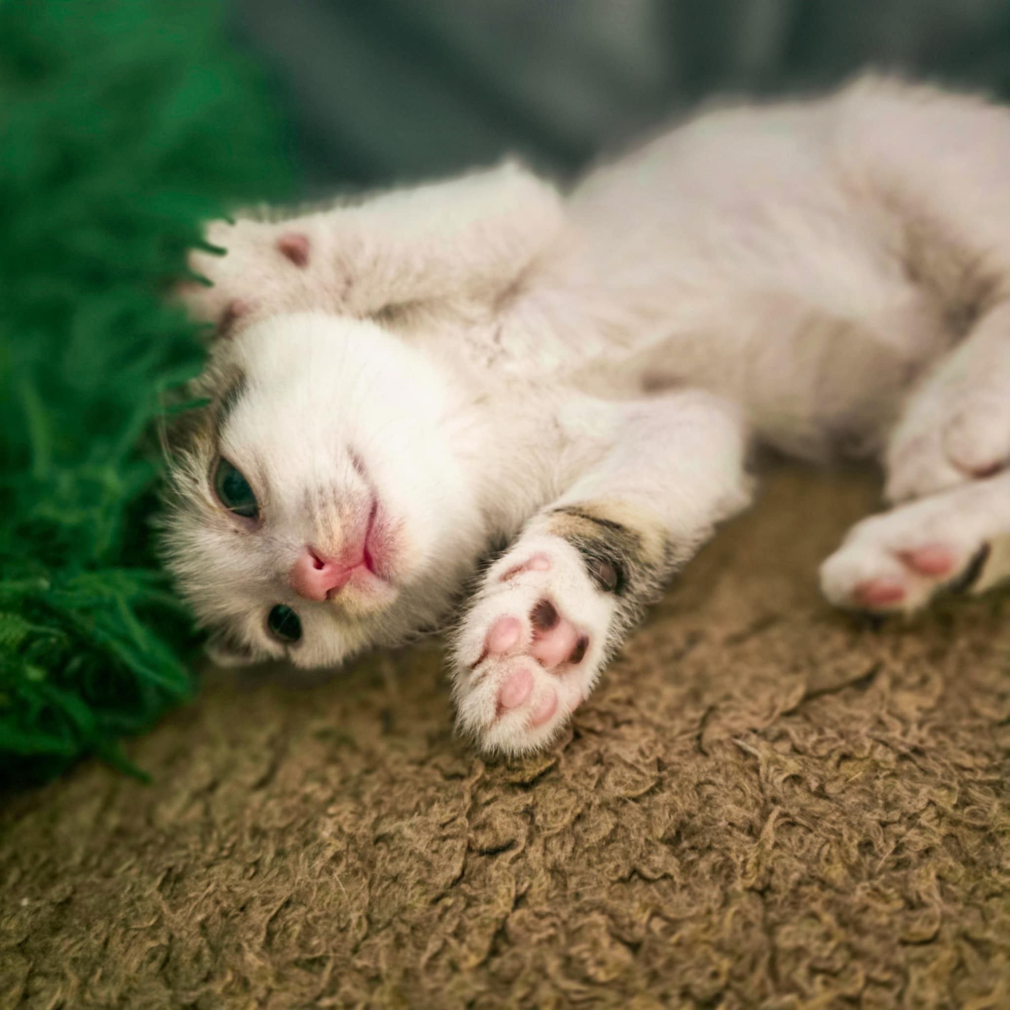 Oddam śliczne kotki do adopcji!