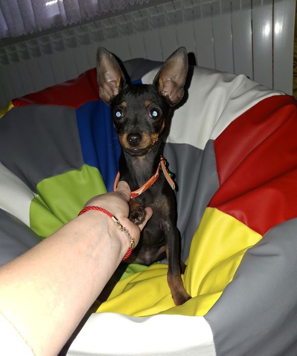 4 miesieczny Ratlerek pinczer miniaturka