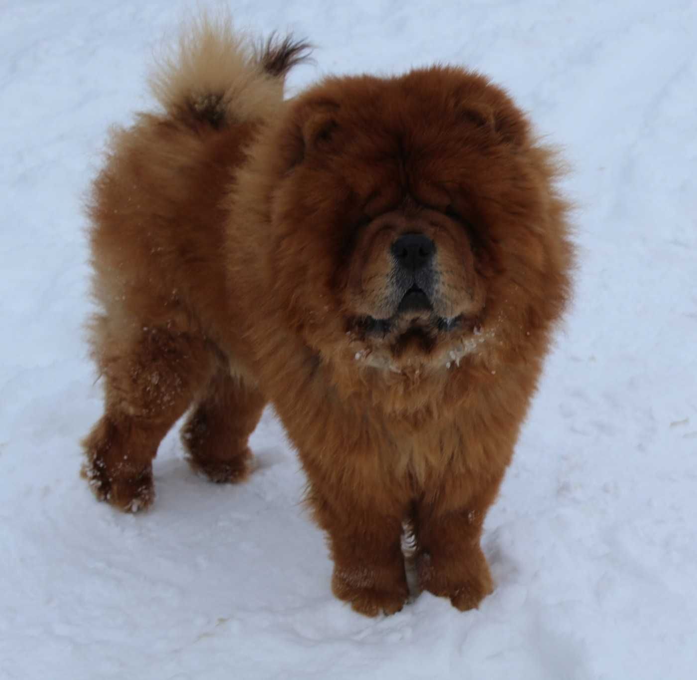 Chow chow ruda suczka ZKwP