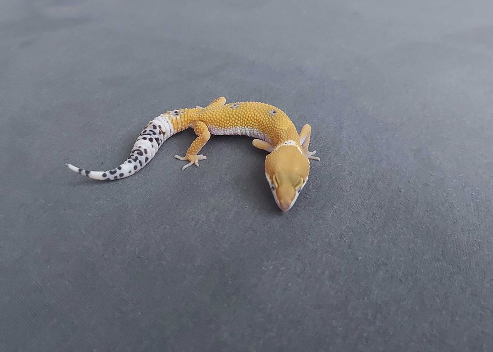 Gekon lamparci - samica