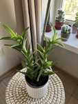 Алое  (aloe)