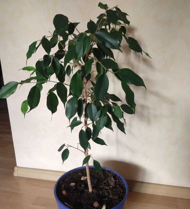 Продам фікус Бенджаміна