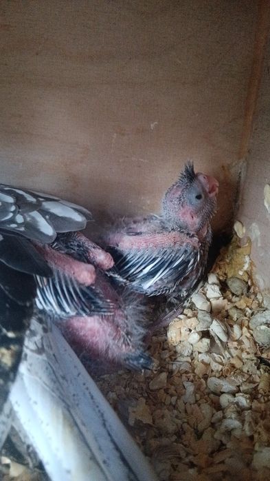 Caturras para criar a mão