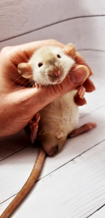 Крыски,крысы,крысята дамбо рекс с красными глазами  и клетки