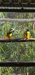 Casal de papagaios do Senegal