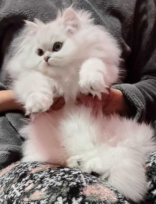 Чистокровний британський довгошерстий котик