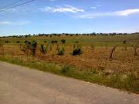 Terreno em Veiros, Estremoz