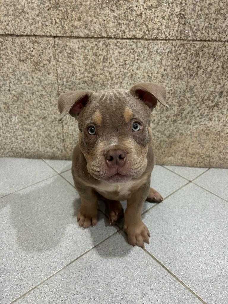 American Bully Pocket