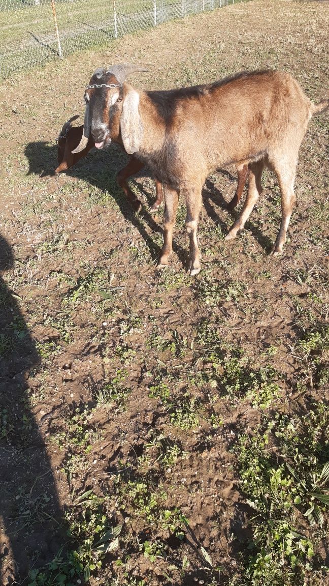 Vendo cabrito ângulo nuviano puro com 2 anos