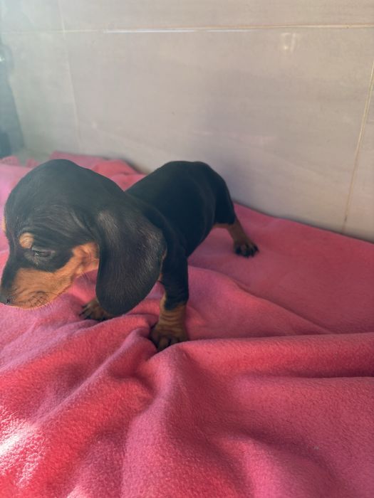 Teckel femea miniatura