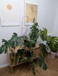 Monstera dziurawa