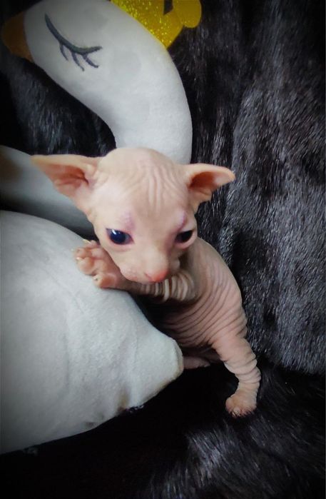 Канадский сфинкс мальчик клуб документы родословная WCF