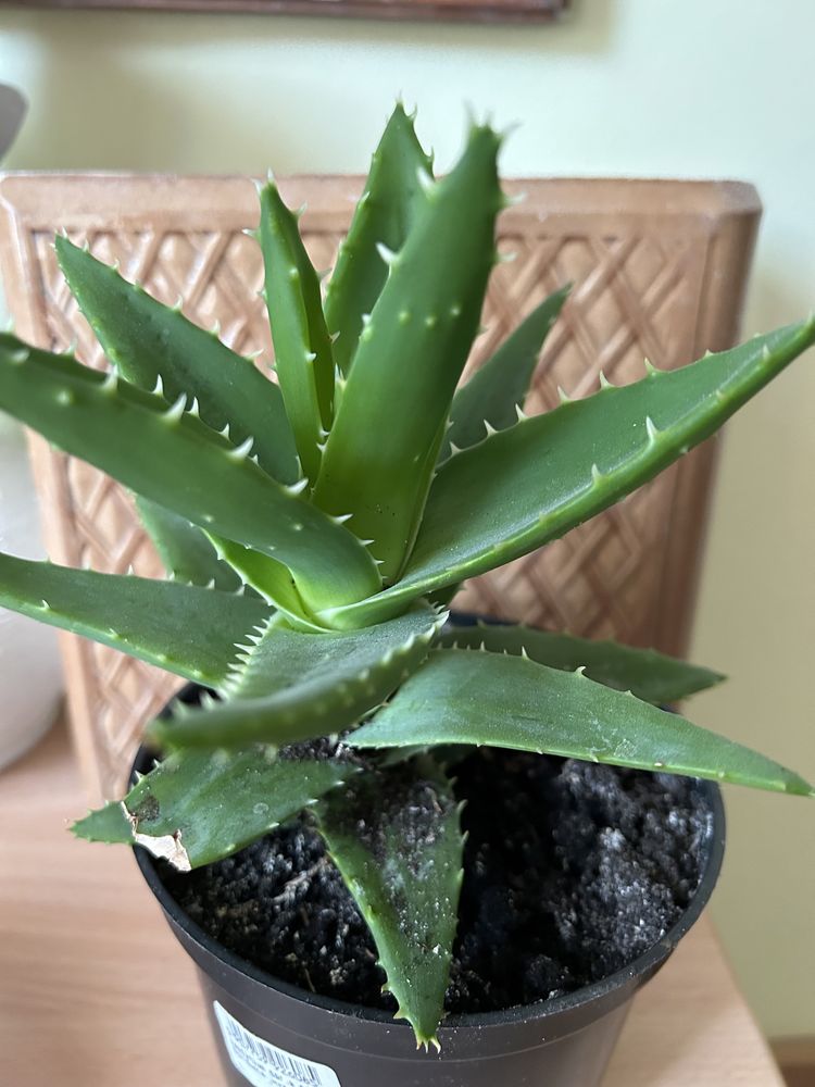 Roślina doniczkowa aloes