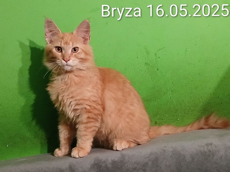 Sprzedam kotkę rasy Maine Coon urodzonego 16.05.2025 ,,Bryza,,