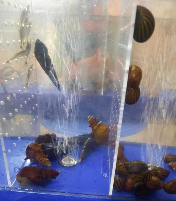 Улитки неритины разные пагода  кролики фаунусы моллюски