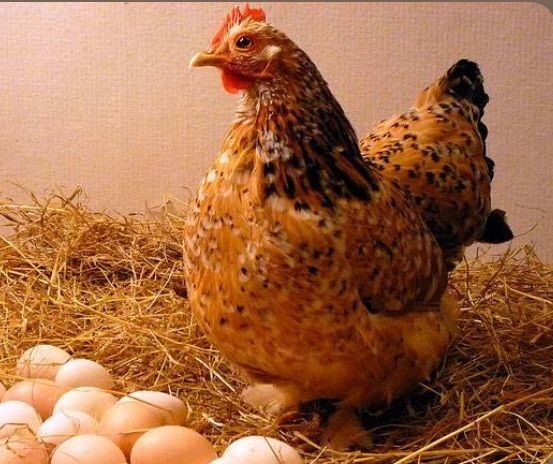 Інкубаційне яйце Фарма колор