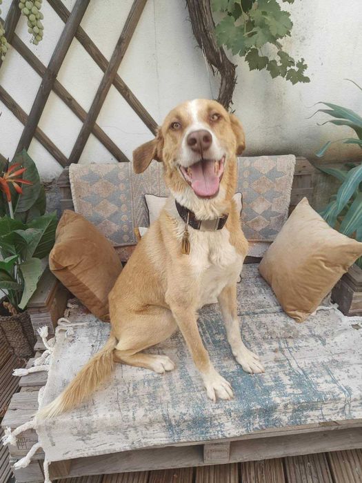 Sundance para adopçao