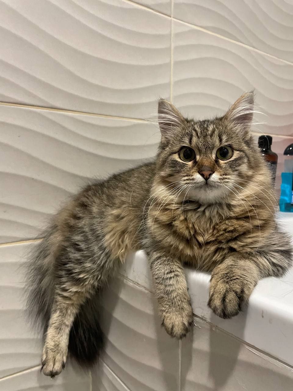 Отдам кота. Кот ищет дом