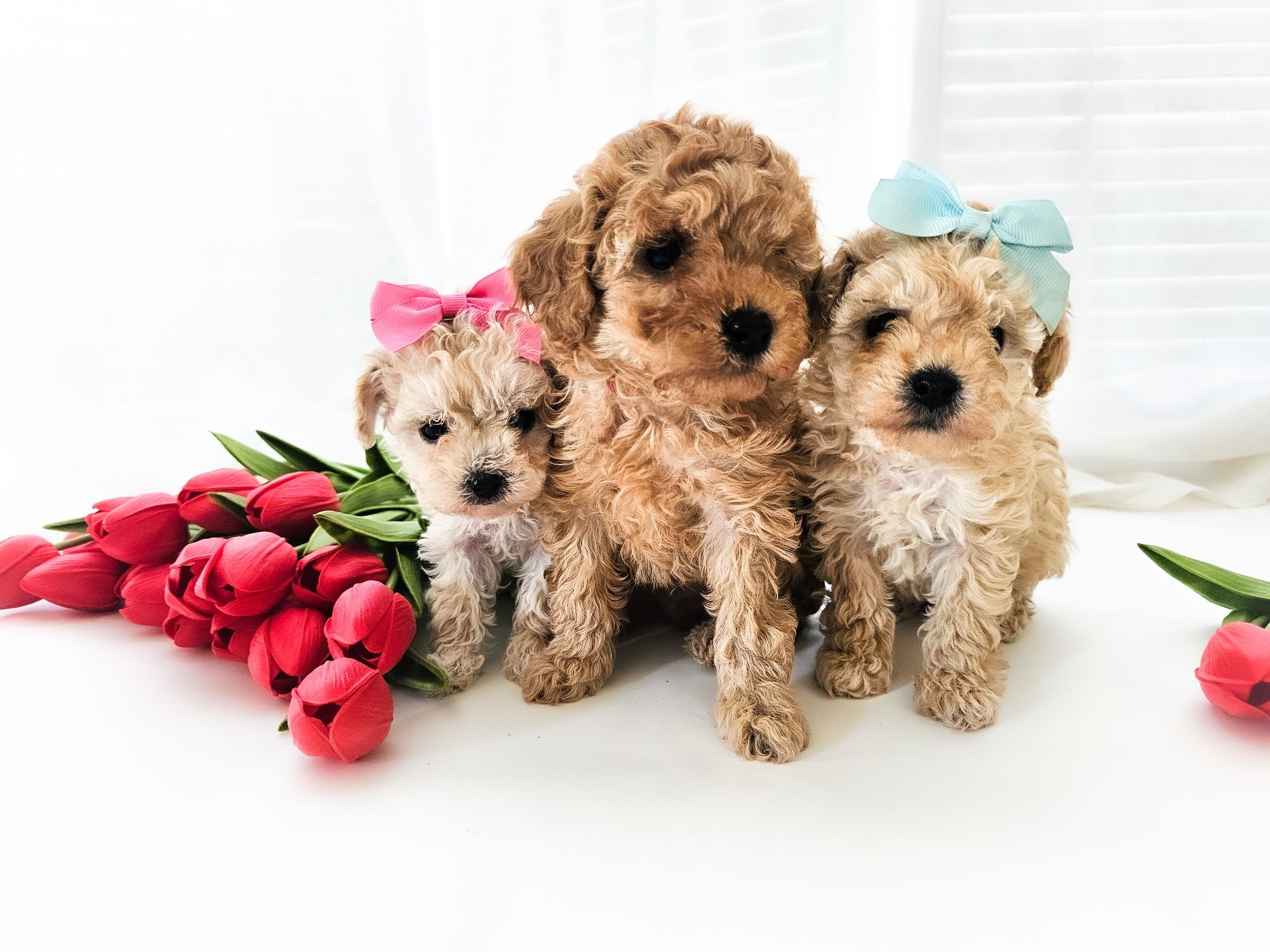 Cavapoo Cavadoodle f1