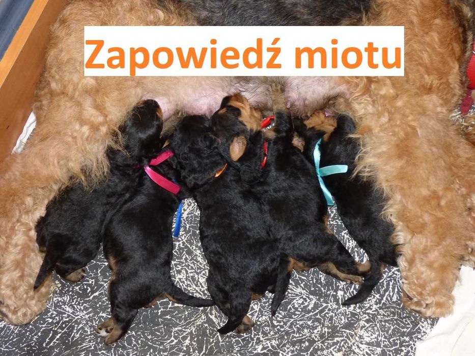 Airedale terrier ZKwP (FCI) - zapowiedź miotu