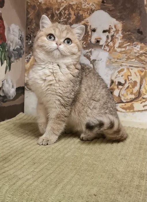 Кошечка золотая шиншилла