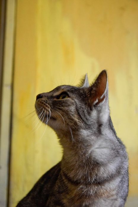 Przytulas cudowny dwu latek