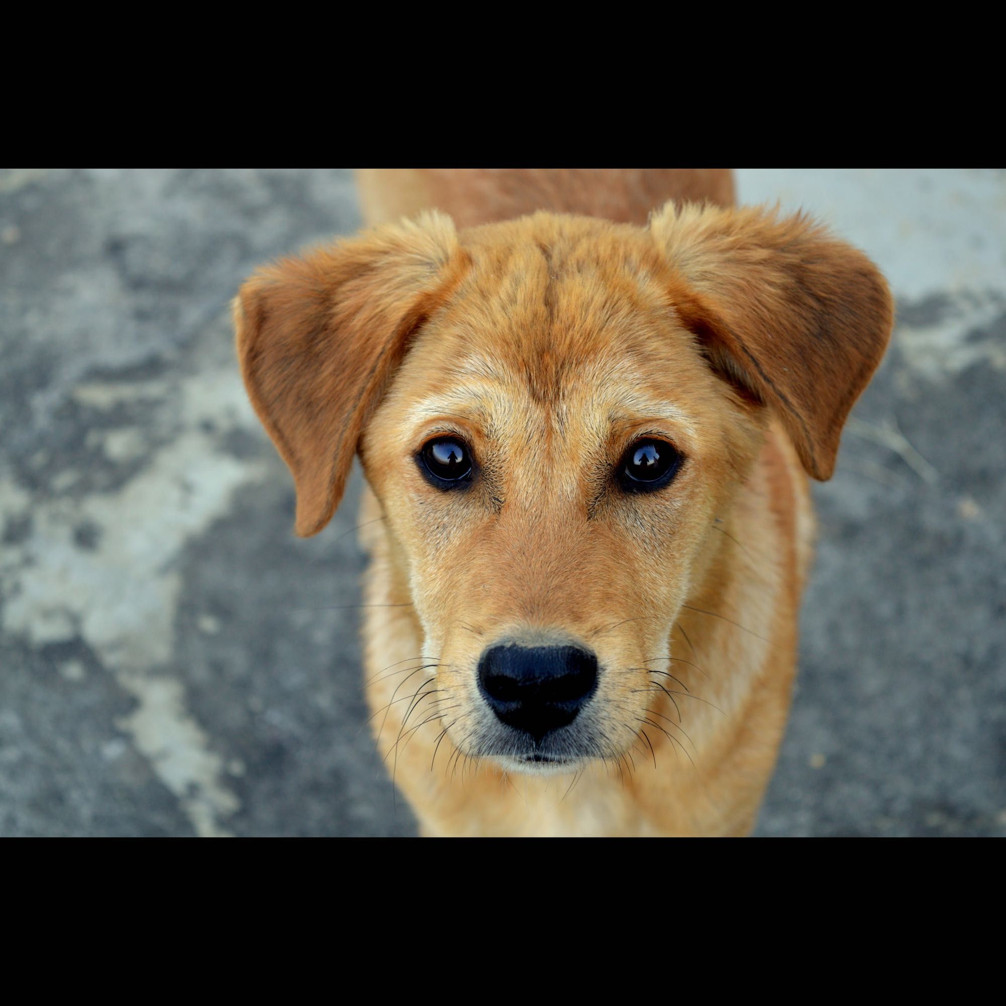 Pieski do adopcji czekają na Ciebie