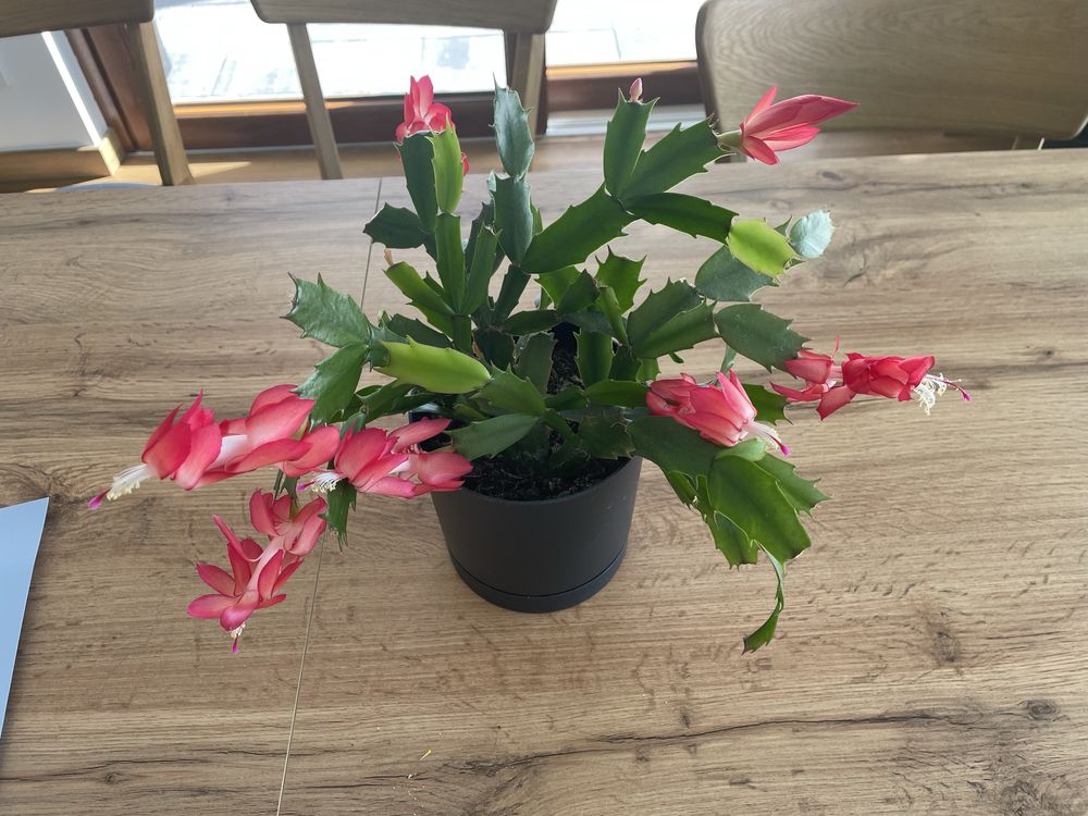 Grudnik Szlumbergera