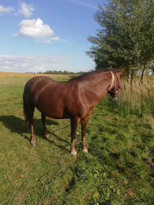 Продається кобила. Спокійна, 10 років