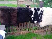 Шкурки мікс овечка різні ціни