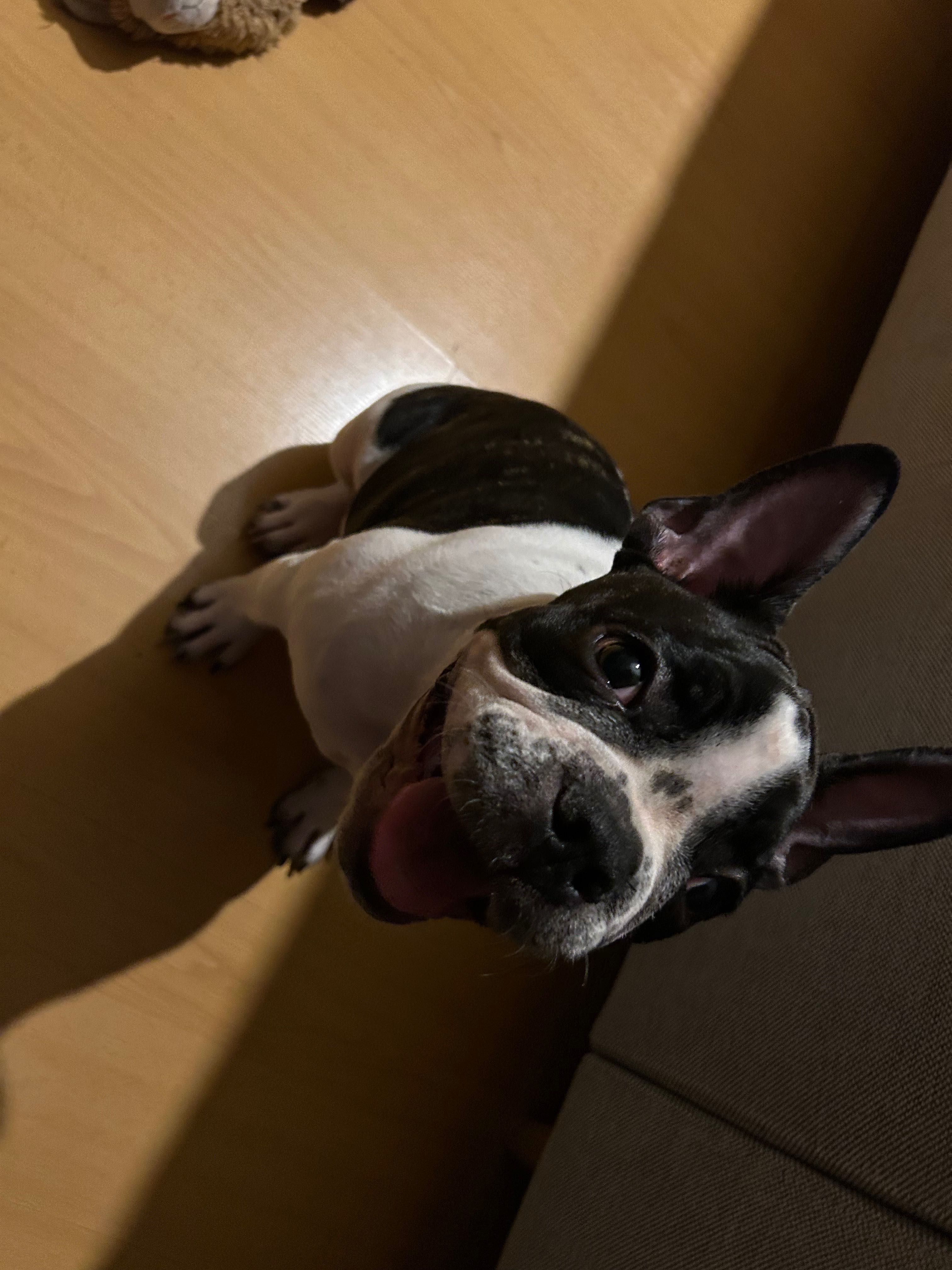 Buldogue francês adoção