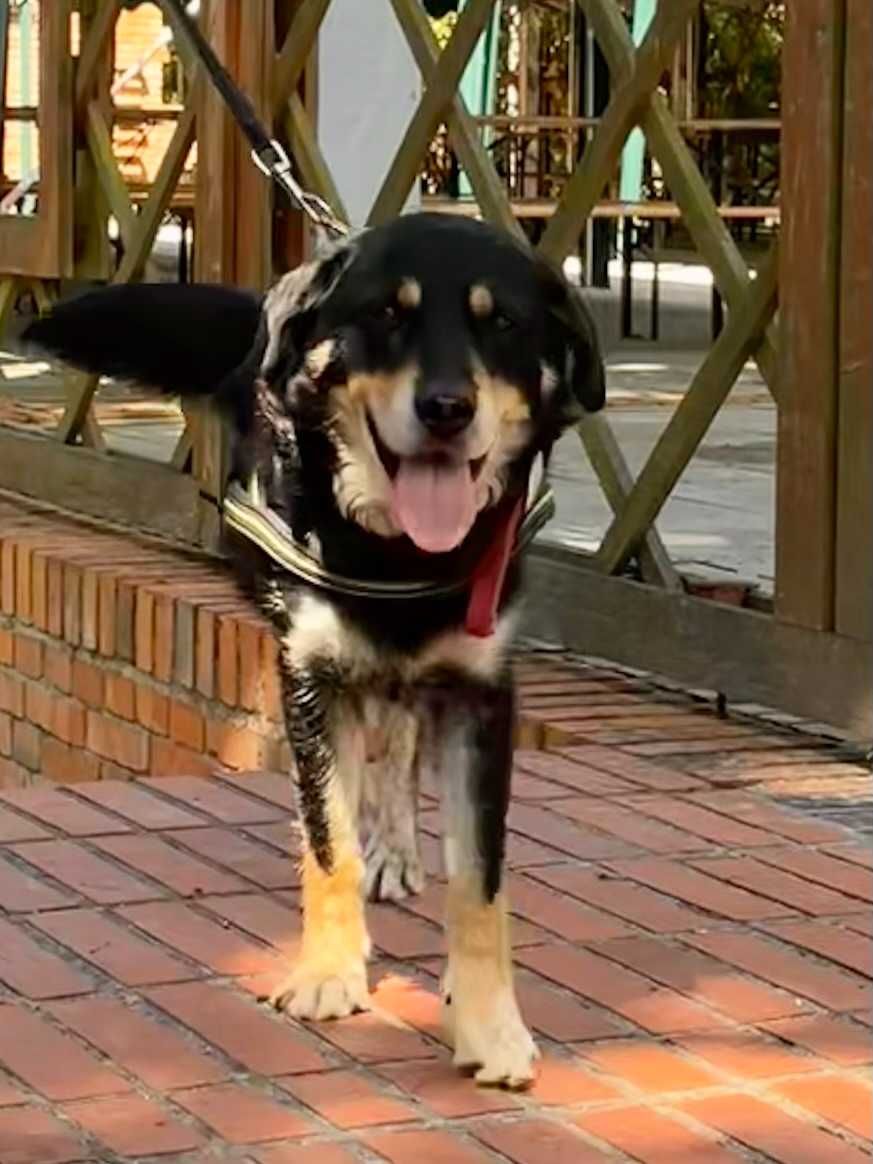 Pies w typie pasterski berneński poleca się do adopcji