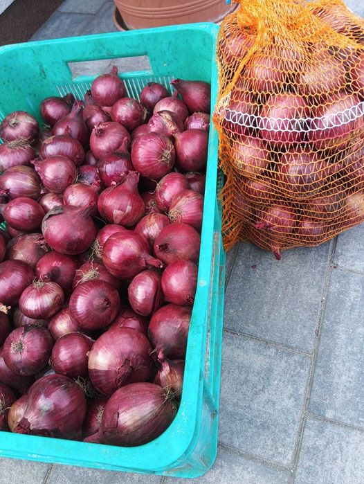 Sprzedam cebulę czerwoną 80gr/kg