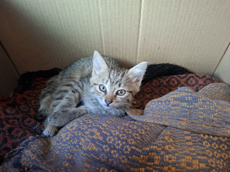 Отдам котёнка в добрые руки