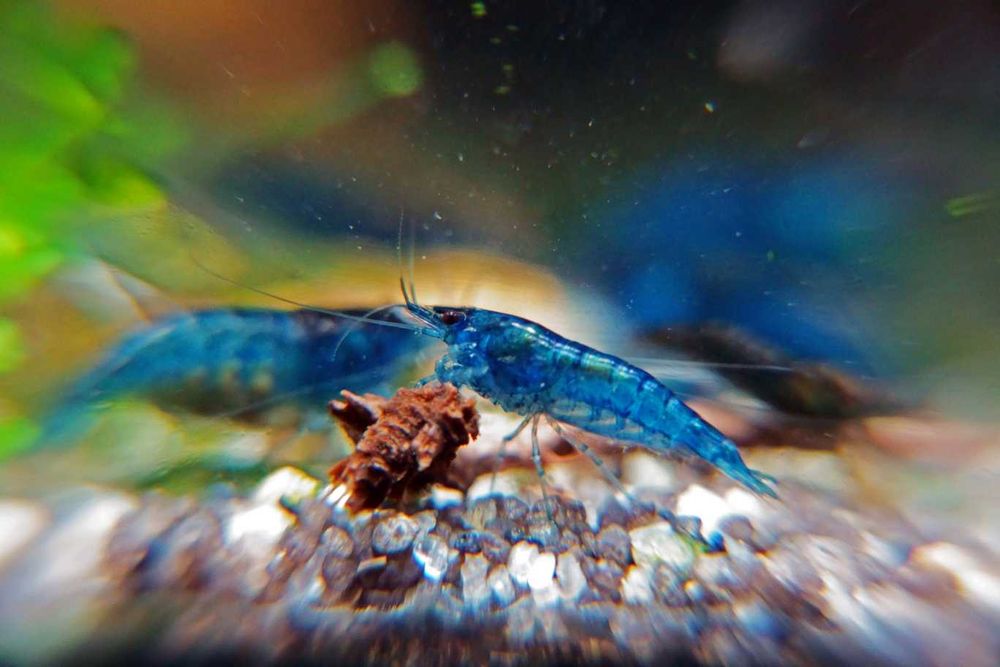 Piękne Gupiki Neonkowe 10 szt krewetki niebieskie 10 szt wysyłka