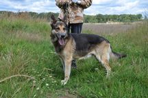 Dylan - dostojny psi pan szuka domu