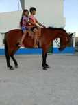 Cavalo castrado masinho para qualquer pessoas ou crianças