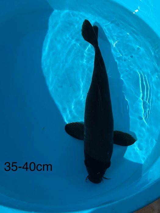 Carpas Koi Chagoi 20-55cm - PROMOCAO BLACK FRIDAY