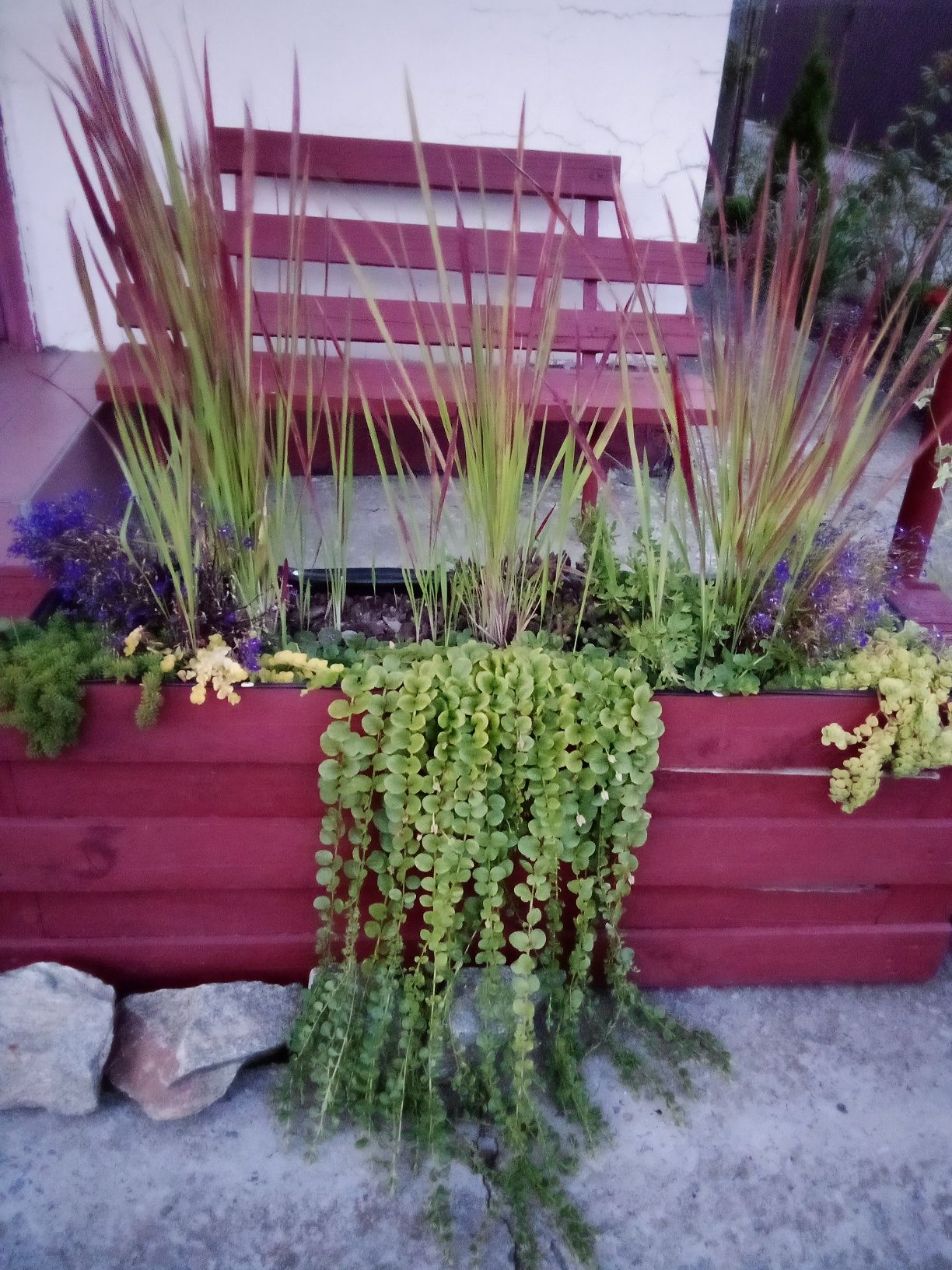 Декоративные многолетние растения