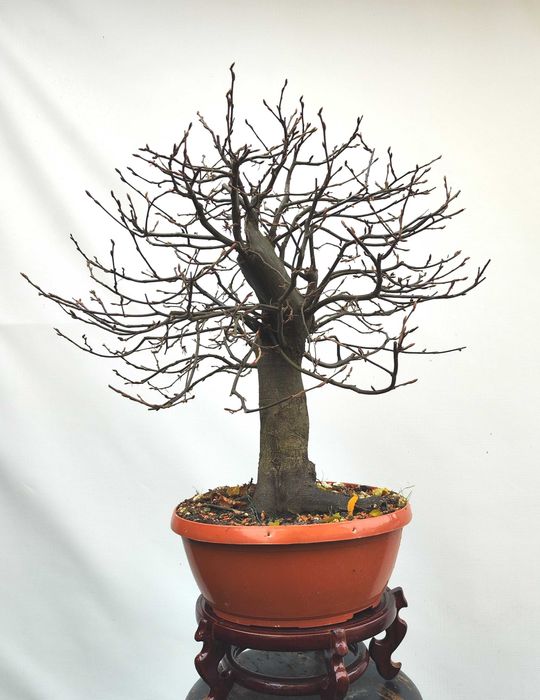 Pre Bonsai grab pospolity