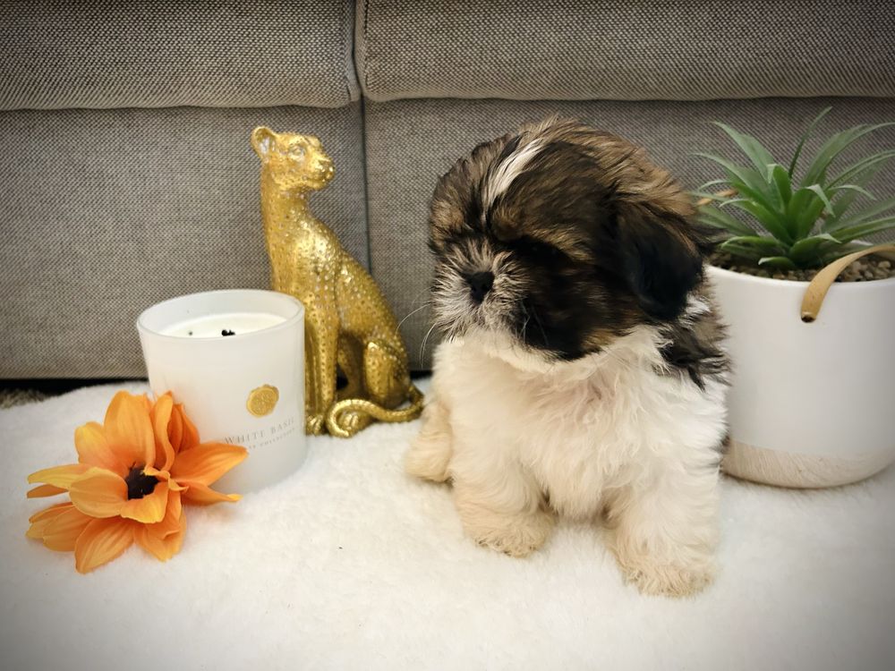 Machinho chitzu fofinho