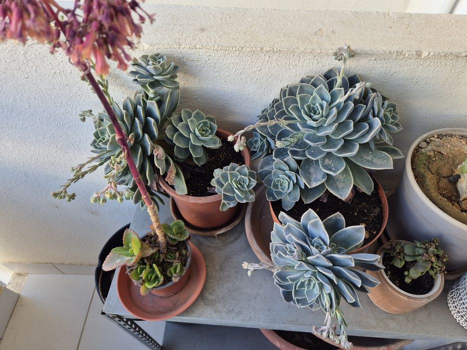 Suculentas e plantas diversas