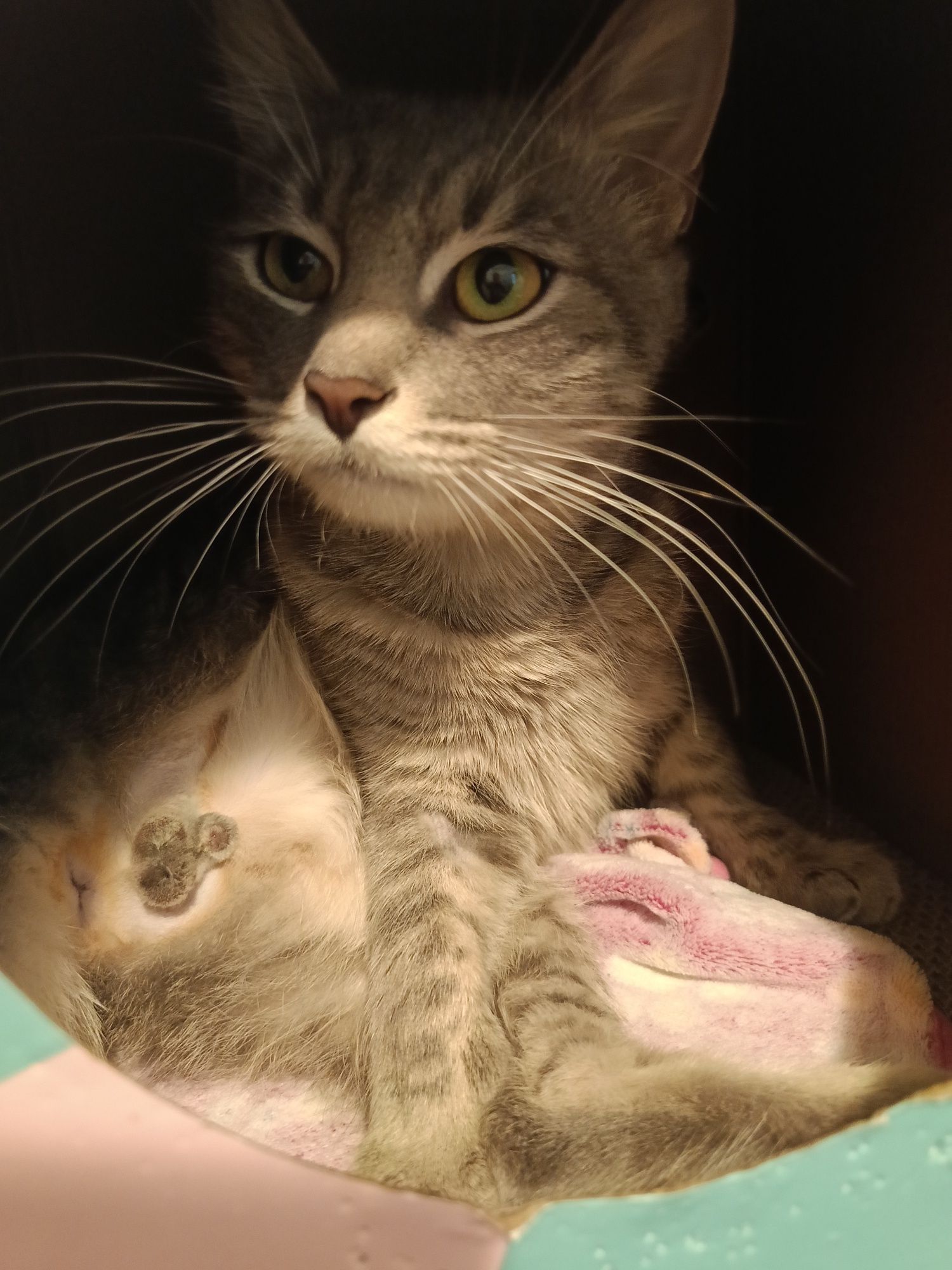 Roczny wykastrowany Silver do adopcji