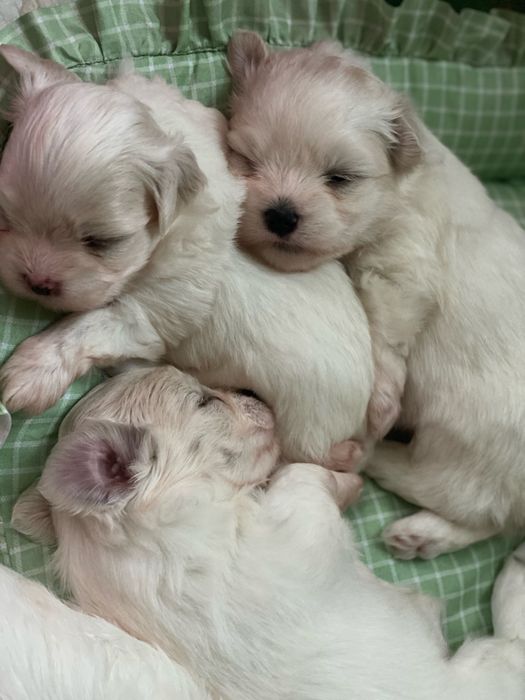 Цуценята «Мальтійська болонка»